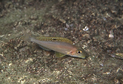 Xenotilapia sp. 'papilio sunflower' Kisambala